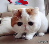 如果小猫采取以下行动，则意味着您诱