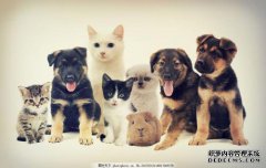 宠物狗和猫正在挑战我们！