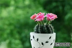 小动，无意中杀了你的花，！