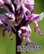 这种形式的野果非常好吃，吃它并不容