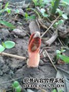 不吃药怎么能使阴茎变大变粗？