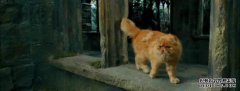 浣熊可以杀死狗吗？