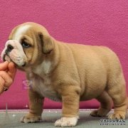 与欺诈的英国斗牛犬怎么办