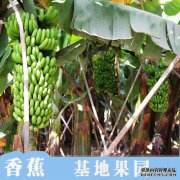 关于矮香蕉苗
