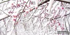 “ Q弗兰辛偷了粘草，东风想阻止新的热