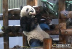 动物园大熊猫“达见”和“孔”的改造