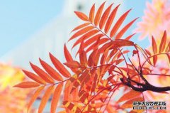 [必须离林三天]
