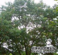幼儿黑桉树